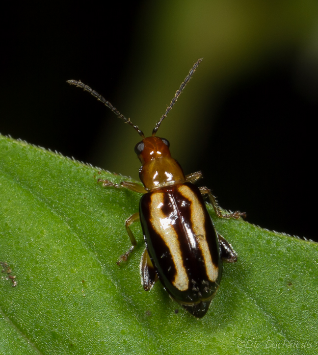 Chrysomèle