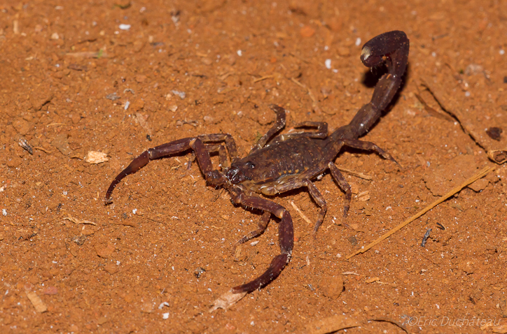 Scorpion