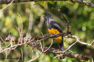 Trogon violacé / La Comté (Guyane française), août 2014
