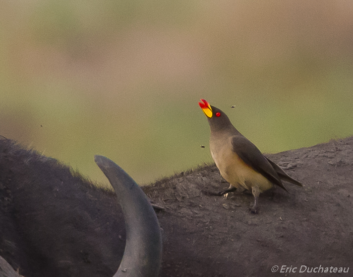 Piquebœuf à bec jaune (Yellow-billed Oxpecker)