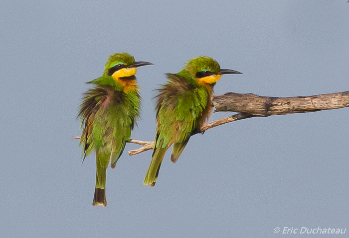 Guêpiers nains (Little Bee-eaters)