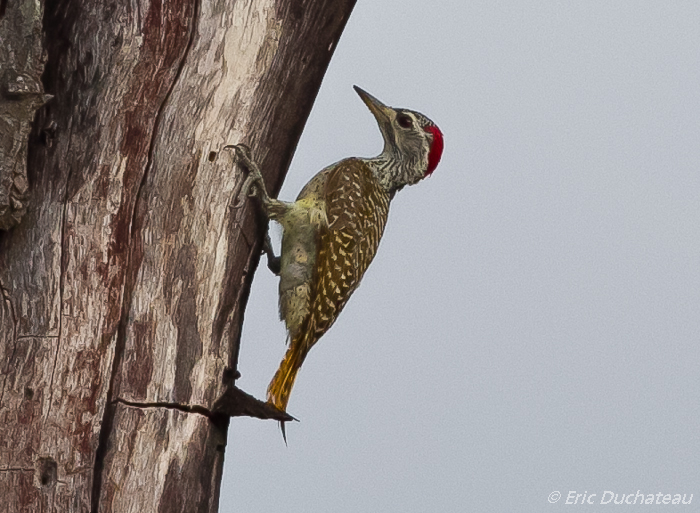 Pic de Nubie (femelle) (Nubian Woodpecker)