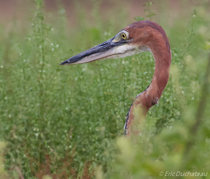 Héron goliath (Goliath Heron)