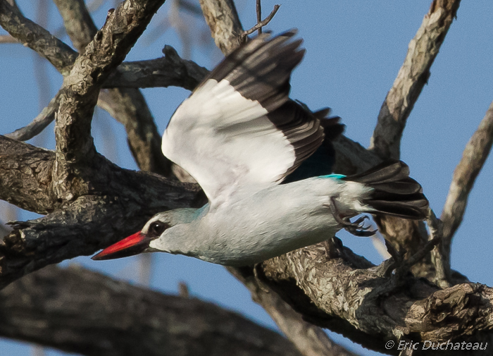 Martin-chasseur du Sénégal (Woodland Kingfisher)