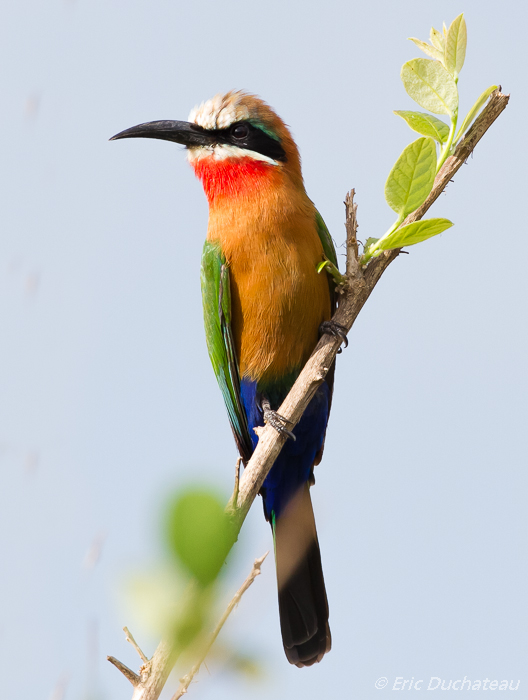 Guêpier à front blanc (White-fronted Bee-eater)