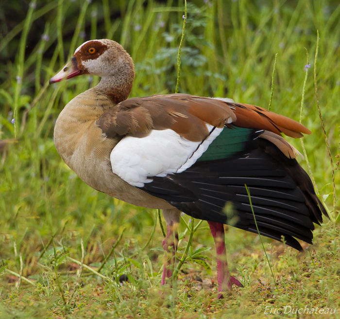 Ouette d'Egypte (Egyptian Goose)