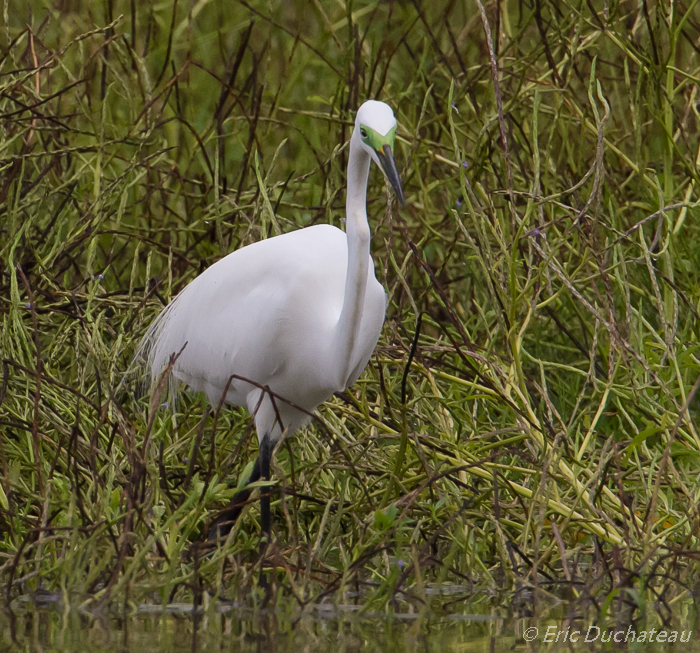 Grande aigrette (Great White Egret)