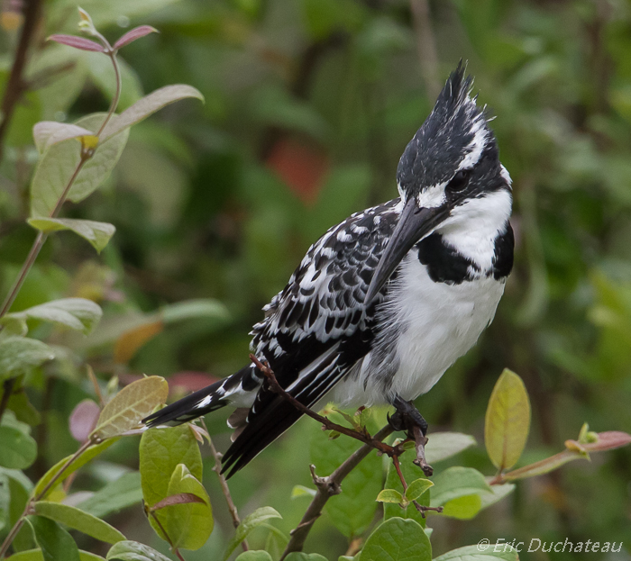 Martin-pêcheur pie (Pied Kingfisher)
