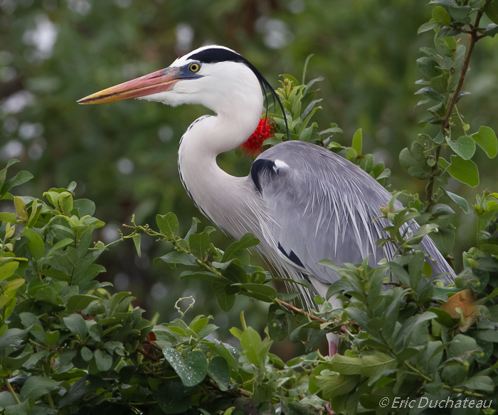 Héron cendré (Grey Heron)