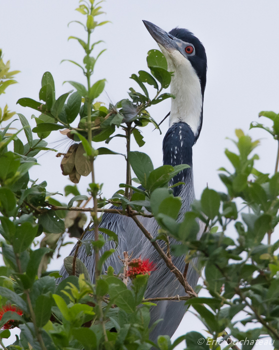 Héron mélanocéphale (Black-headed Heron)