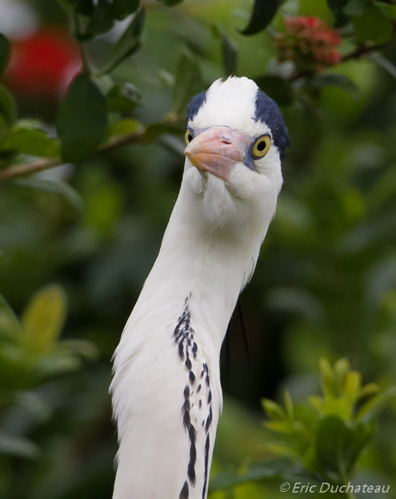 Héron cendré (Grey Heron)