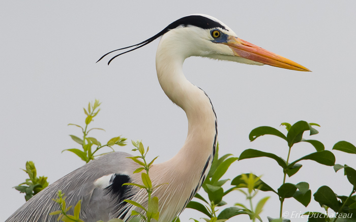 Héron cendré (Grey Heron)