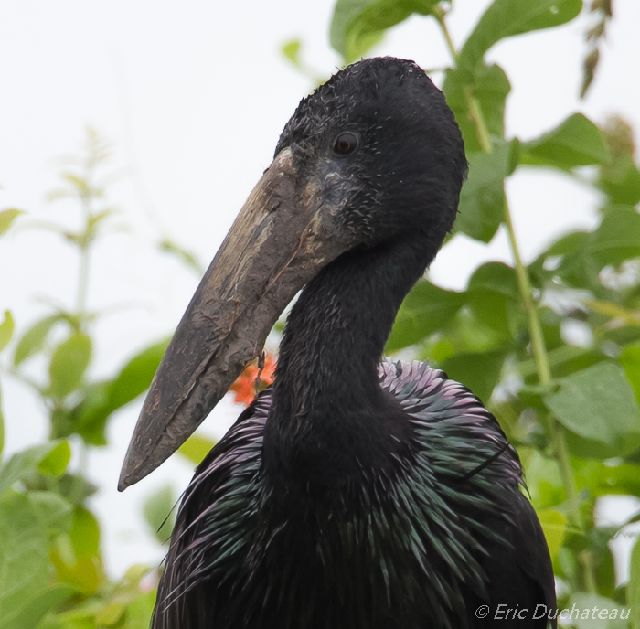 Bec-ouvert africain (African Open-billed Stork)