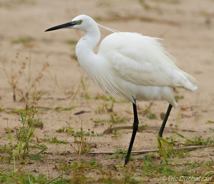 Aigrette garzette (Little Egret)