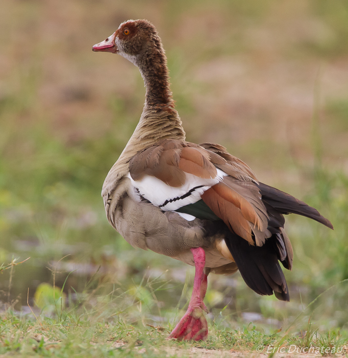 Ouette d'Egypte (Egyptian Goose)