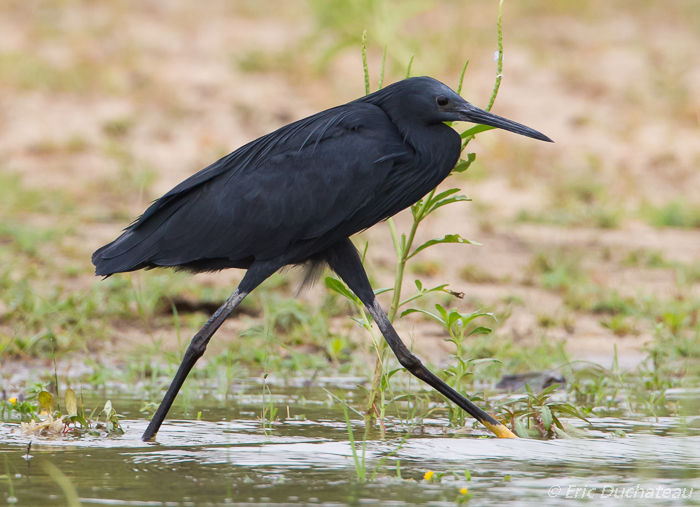Aigrette ardoisée (Black Egret)