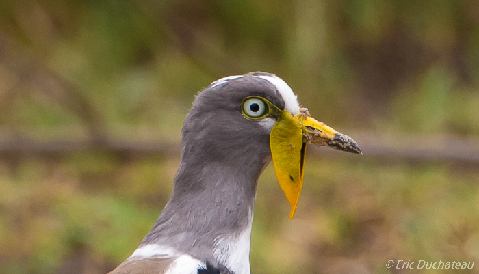 Vanneau à tête blanche (White-crowned Lapwing)