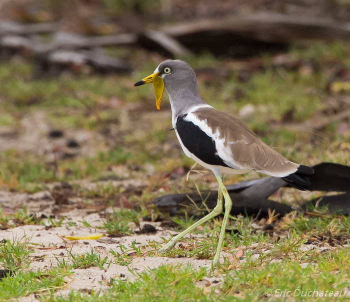 Vanneau à tête blanche (White-crowned Lapwing)