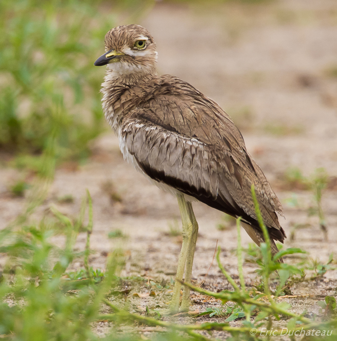 Oedicnème vermiculé (Water Thick-knee)