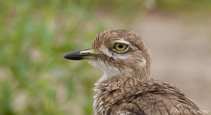 Oedicnème vermiculé (Water Thick-knee)