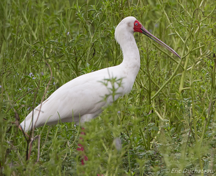 Spatule d'Afrique (African Spoonbill)