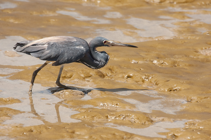 Aigrette tricolore