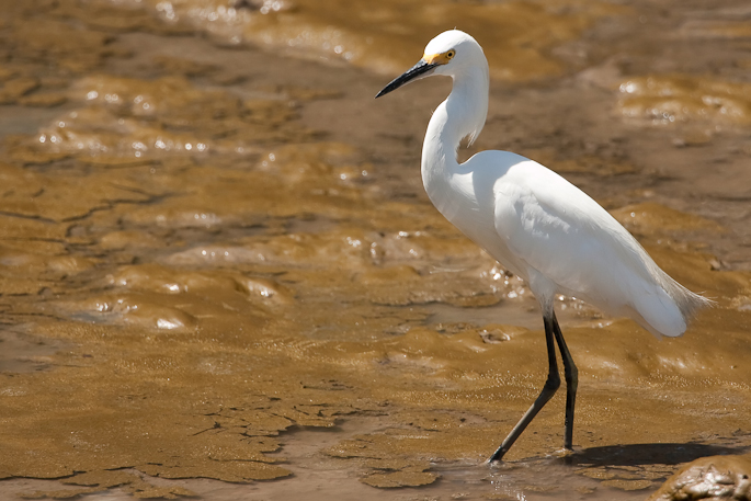 Aigrette neigeuse