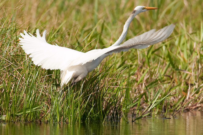 Grande aigrette