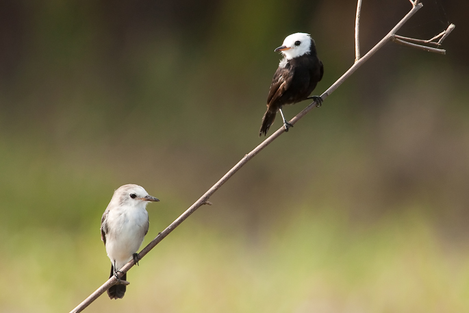 Couple de Moucherolles à tête blanche