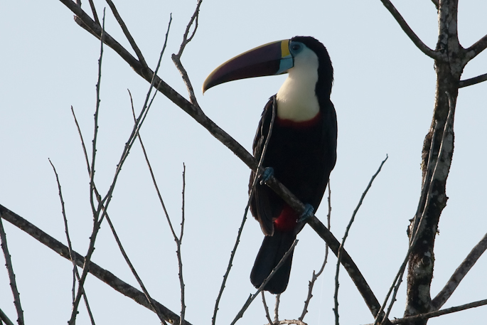 Toucan à bec rouge