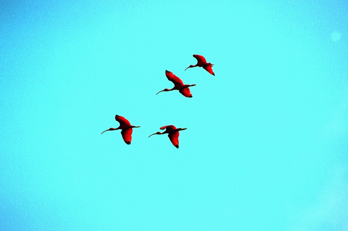 Ibis rouges