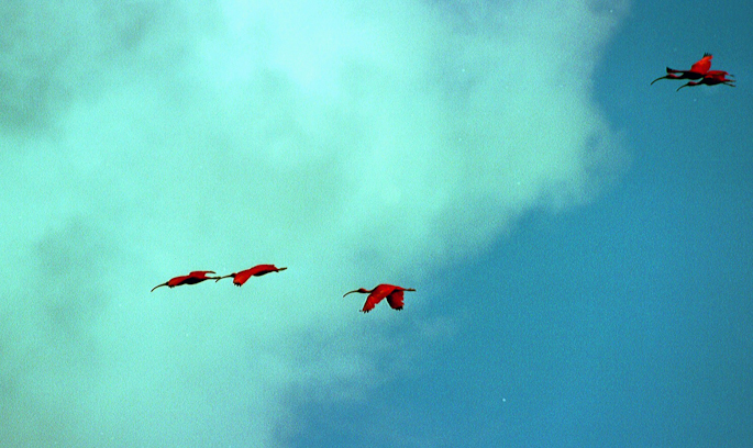 Ibis rouges