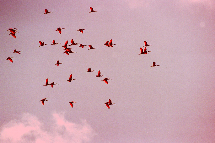 Ibis rouges