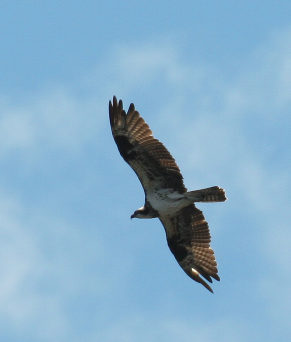 Balbuzard pêcheur