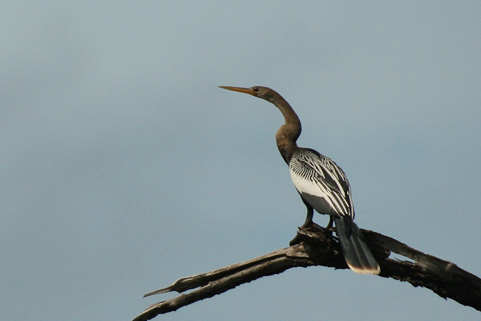 Anhinga d'Amérique