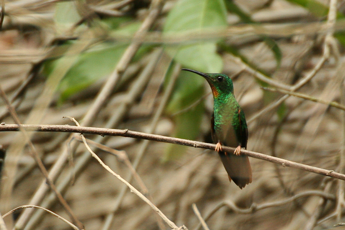 Colibri topaze