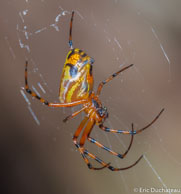 Argiope / Savane Roche Virginie, Guyane française, mars 2014.