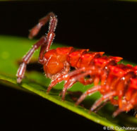 Millipède / Savane Roche Virginie, Guyane française, mars 2014.