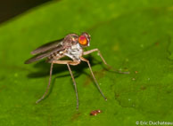 Asilide / Savane Roche Virginie, Guyane française, mars 2014.