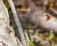 Libellule / Savane Roche Virginie, Guyane française, mars 2014.