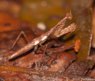 Mante religieuse / Savane Roche Virginie, Guyane française, mars 2014.