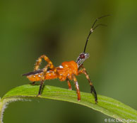 Réduve / Matoury, Guyane française, mars 2014.