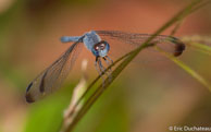 Libellule / Matoury, Guyane française, mars 2014.