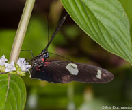 Parides sesostris / Matoury, Guyane française, mars 2014.