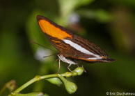 Adelpha cytherea / Matoury, Guyane française, mars 2014.