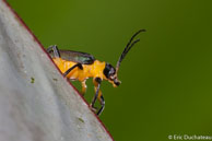 Chrysomèle / Angoulême (Mana), Guyane française, mars 2014.