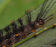 Chenille / Angoulême (Mana), Guyane française, mars 2014.