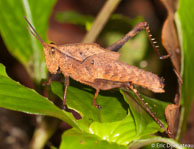 Criquet / Matoury, Guyane française, mars 2014.