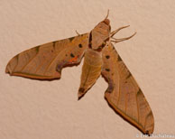 Papillon de nuit / Matoury, Guyane française, mars 2014.