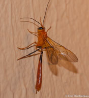 Guêpe / Matoury, Guyane française, mars 2014.